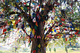 �����r�j�̐��n